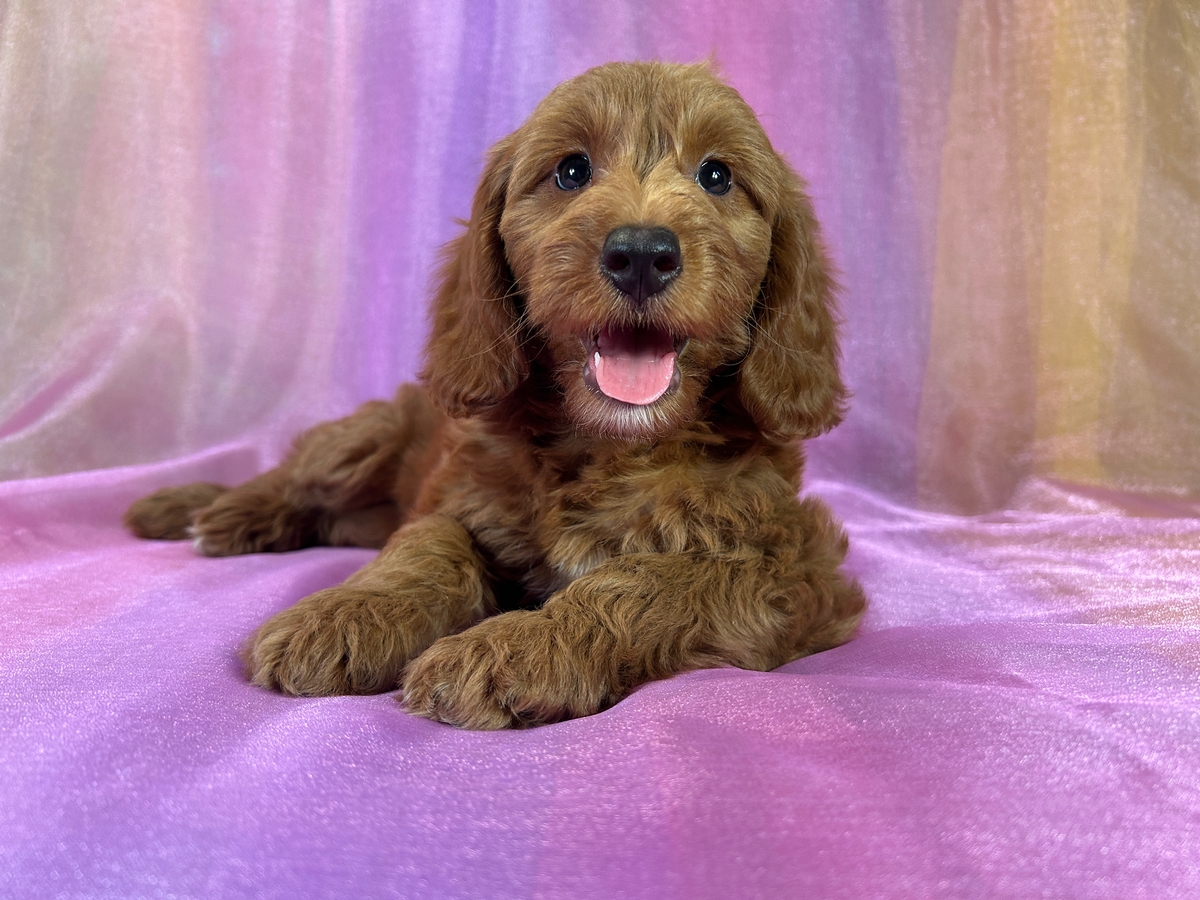 F1b Female Mini Goldendoodle Puppy for Sale DOB 4-22-2025 $1200